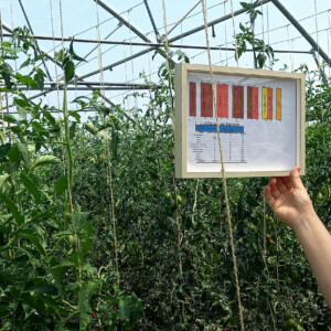Tomatensorten am Biohof Pranger
