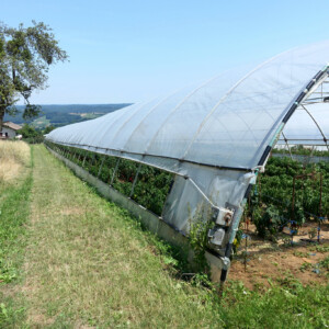 Folientunnel am Biohof Pranger