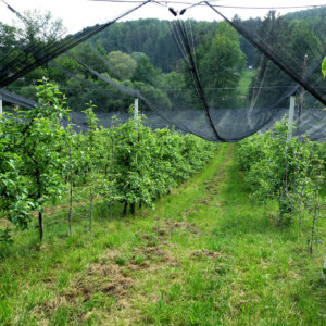 Obstplantage am Biohof Schweighofer