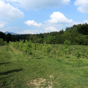 Obstplantage am Biohof Schweighofer